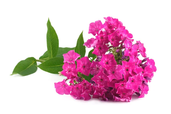 Phlox flowers isolated on white background — Stock Photo, Image