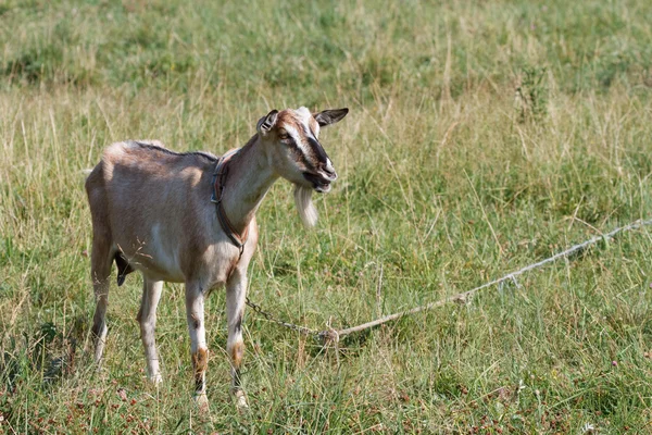Молоді коричневі кози на пасовищі — стокове фото