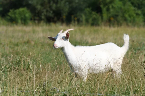 Cabra branca para pastar — Fotografia de Stock
