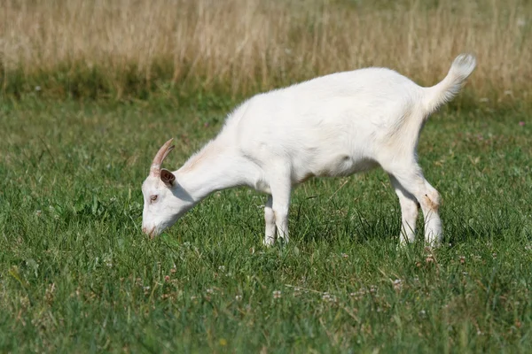 Bir keçi otlatma — Stok fotoğraf