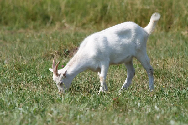 Uma cabra a pastar no prado — Fotografia de Stock
