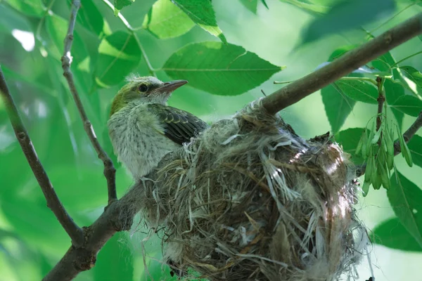 Mavis chick in the nest — Stok fotoğraf