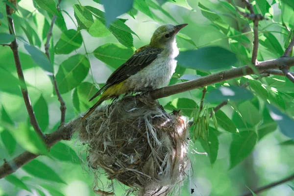 Mavis chick in the nest — Stok fotoğraf