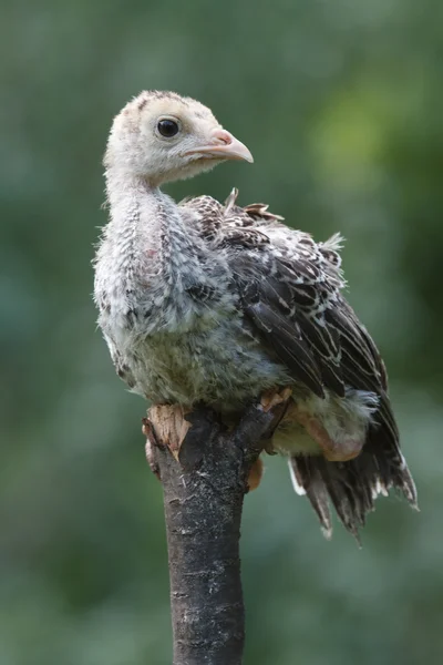 Chick Turecko — Stock fotografie