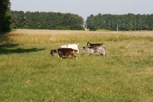 Козы бегут на пастбище — стоковое фото