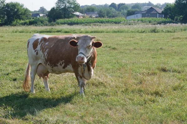 Καφετιά αγελάδα στο βοσκότοπο — Φωτογραφία Αρχείου