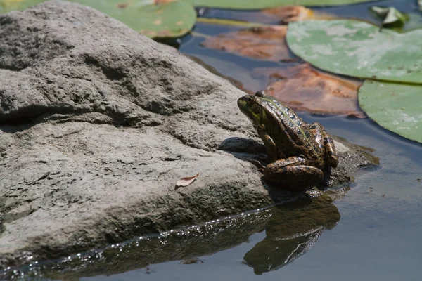 stock image A frog on a rock