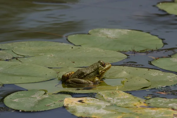 stock image Frog on a sheet of water lilies