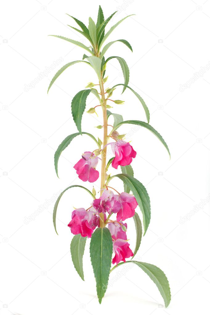Blooming of Impatiens balsamina isolated on white