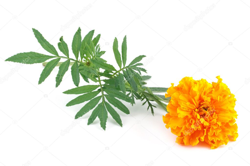 Yellow marigold flower isolated on white