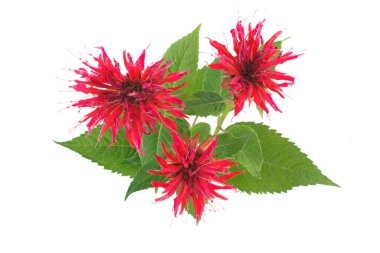 Three flower Monarda clipart