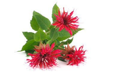 Monarda bouquet isolated on white clipart