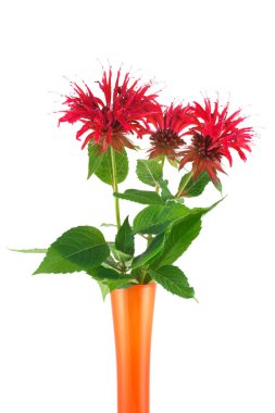 Monarda bouquet in a vase clipart