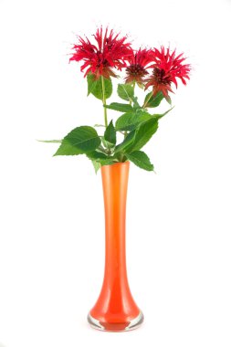 Monarda in a yellow vase