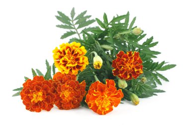 Marigold çiçeği beyaz arkaplanda izole edilmiş.