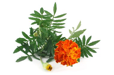 Marigold flower clipart