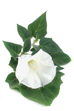 Datura üzerinde beyaz izole