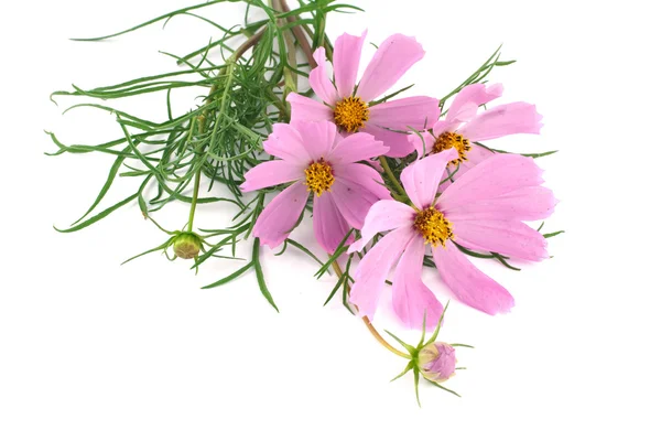 흰색 배경에 고립 된 코스모스 꽃 — 스톡 사진