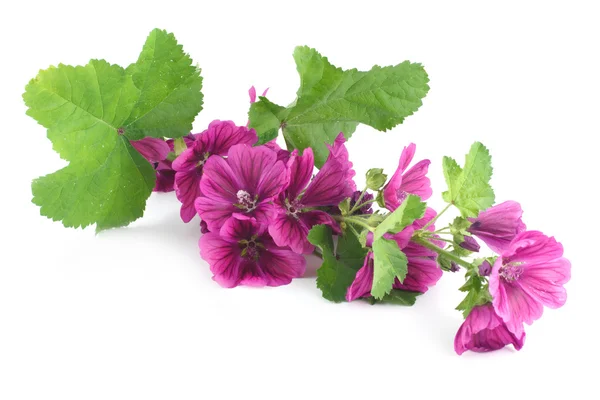 The branch purple mallow isolated on white — Stock Photo, Image