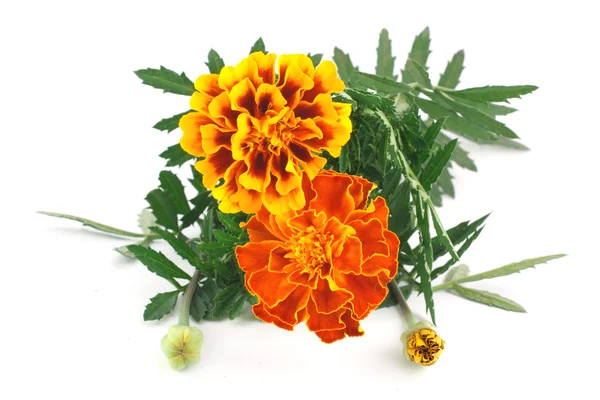 Marigolds isolated on white background — Stock Photo, Image