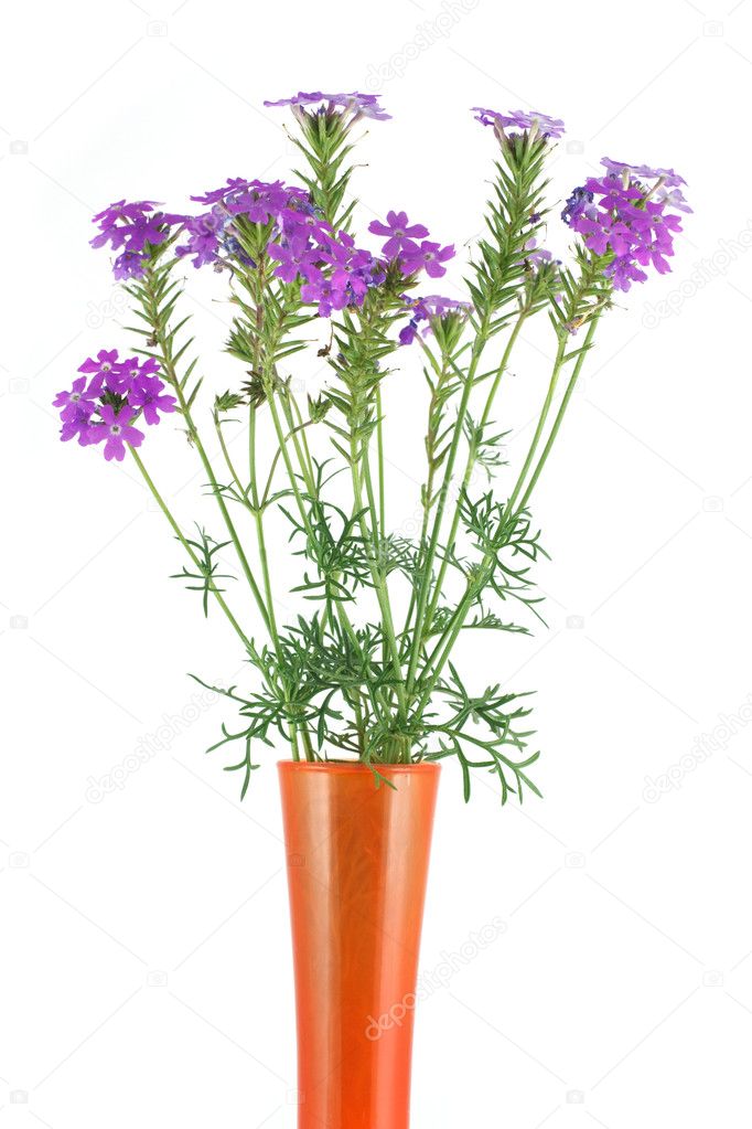 Verbena in a vase isolated on white