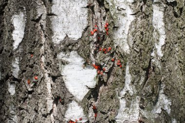 Huş ağacı doku