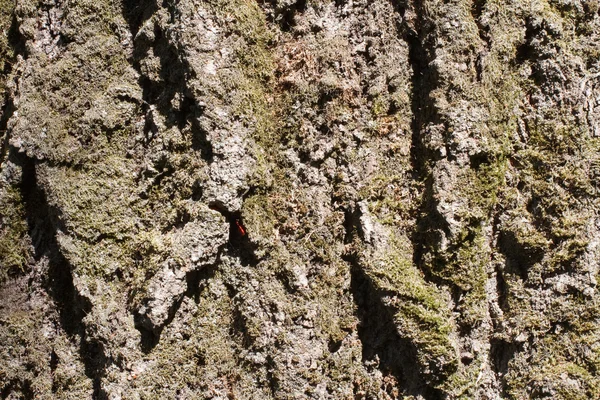 A casca de uma árvore coberta de musgo — Fotografia de Stock