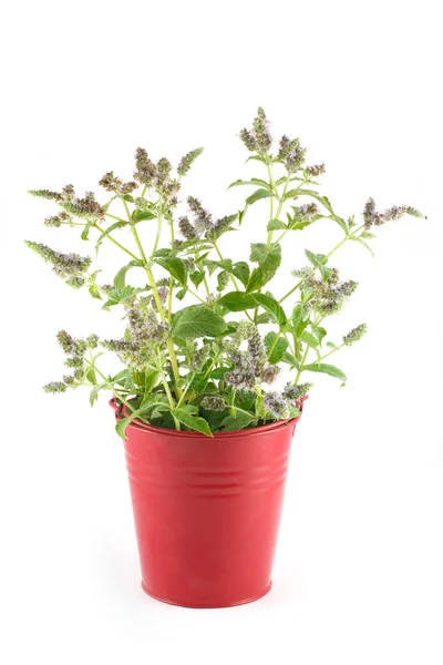 Flowers fresh mint in a red pail — Stock Photo, Image