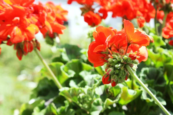 stock image Red flowers