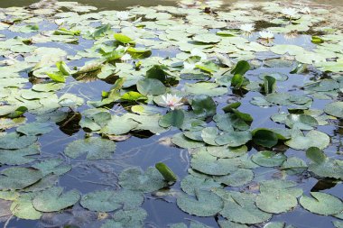 gölet ve lotus çiçekleri