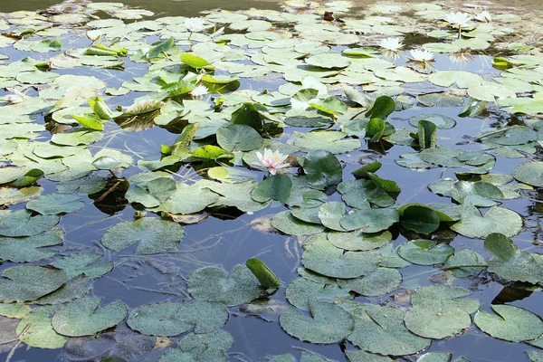 stock image Pond and lotus flowers