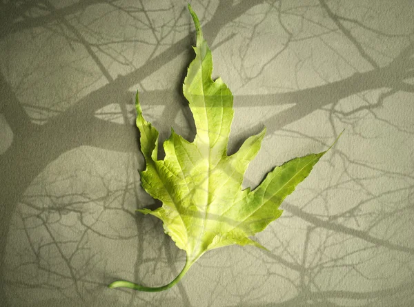 One leaf — Stock Photo, Image