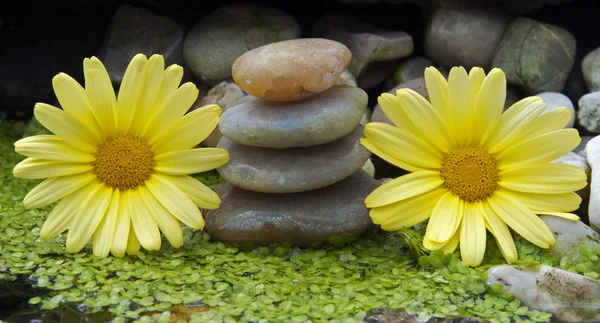Yellow flowers and stones — Stock Photo, Image