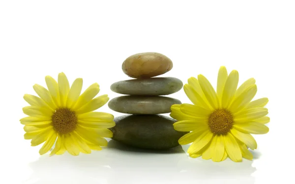 Stones and yellow flowers — Stock Photo, Image