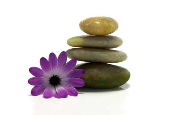 Rocks with pink flower — Stock Photo, Image