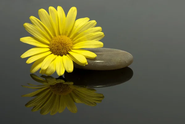 Yellow flower on the rocks — Stock Photo, Image