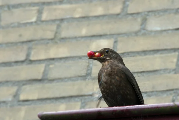 Blackbird with berries in his beak — Stock Photo, Image