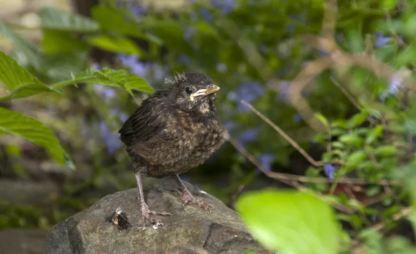 Young blackbird waiting for food — Stock Photo, Image