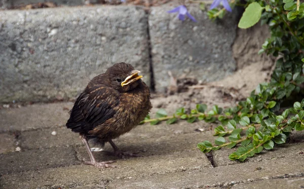 Young blackbird in nature — Stock Photo, Image
