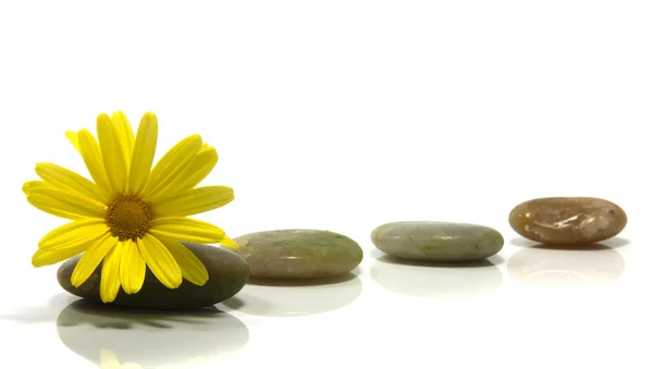 Green flower with stones — Stock Photo, Image