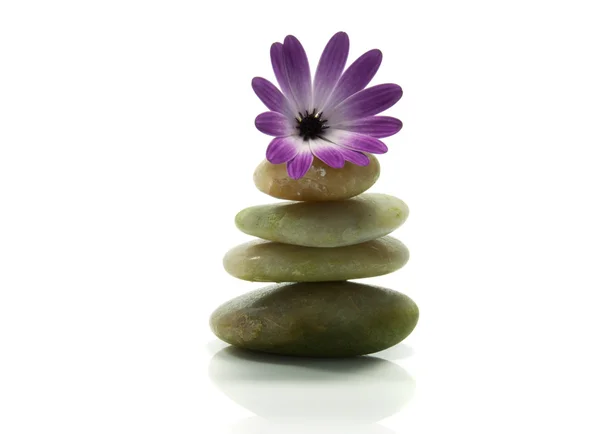 Stânci în echilibru cu floarea roz — Fotografie, imagine de stoc