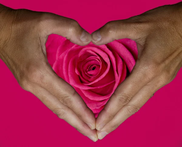Mãos fazendo uma forma de hart com uma rosa — Fotografia de Stock