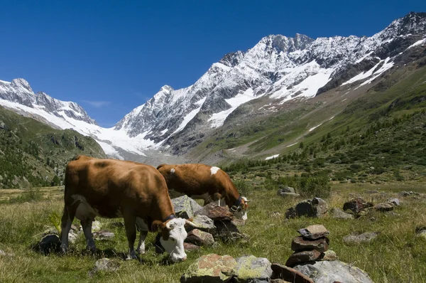 stock image Cows in the Switzerland mountains