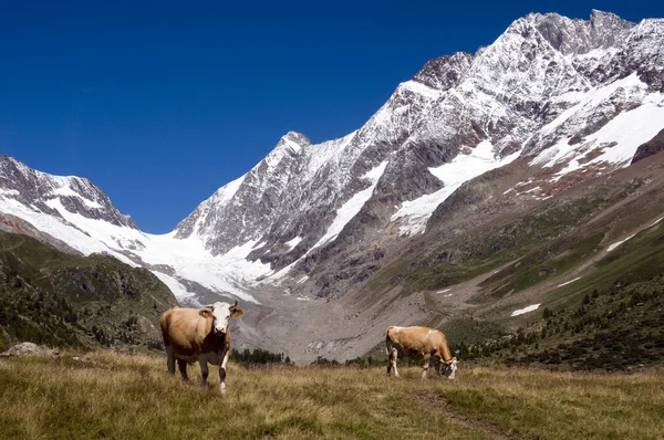 Cows in the Switzerland mountains — Stock Photo, Image