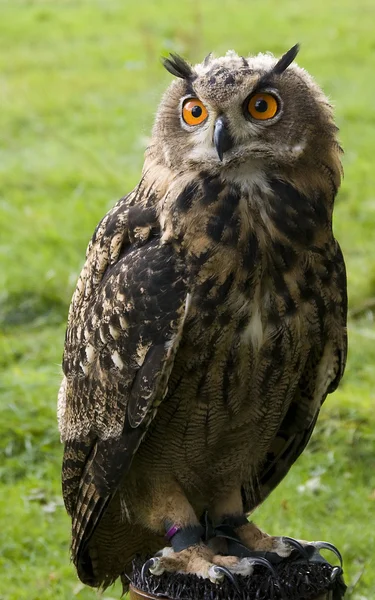 stock image Owl bird