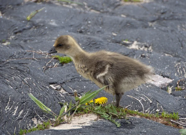 Young goose — Stock Photo, Image