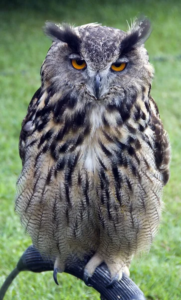 Owl on bird show — Stock Photo, Image