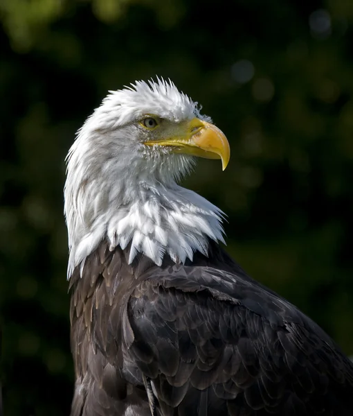 Sea eagle — Stock Photo, Image