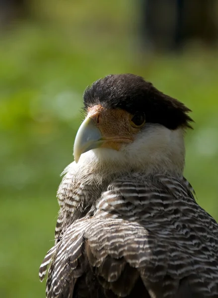 Beyaz kuş Şovdaki kuş Karaka — Stok fotoğraf