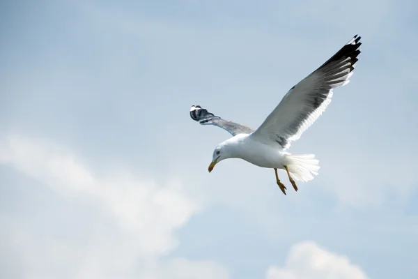 Feeding the seagull with blue sky and clouds — Stock Photo, Image